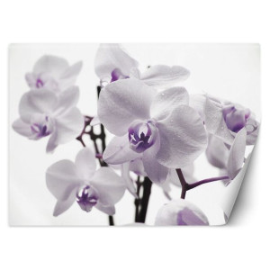 Fototapeta Kwitnąca orchidea 200x140