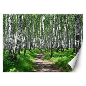 Fototapeta Las brzozowy 350x245