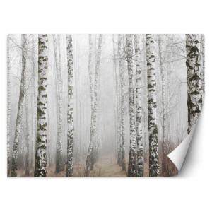 Fototapeta Las brzozowy we mgle 350x245