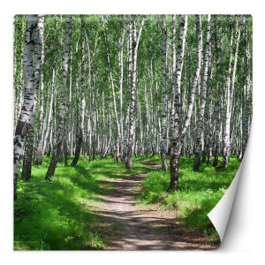 Fototapeta Las brzozowy i leśna ścieżka 150x150
