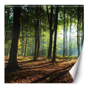 Fototapeta Las i słońce przebijające przez korony drzew 250x250
