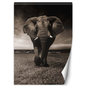 Fototapeta Mroczny słoń 150x210