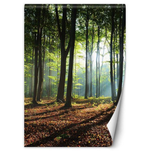 Fototapeta Poranek w zielonym lesie 200x280