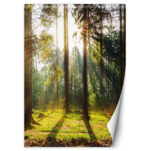 Fototapeta Poranne promienie słońca 150x210