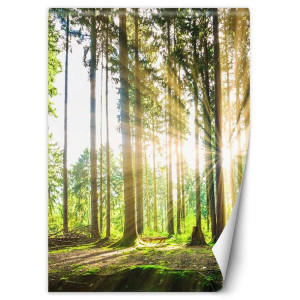 Fototapeta Popołudniowe słońce w lesie 150x210