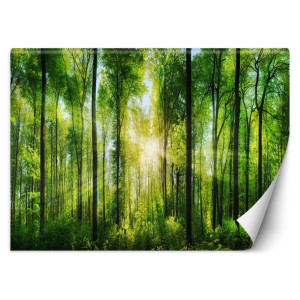 Fototapeta Promienie słońca w zielonym lesie 200x140