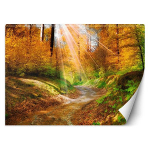 Fototapeta Ścieżka w lesie 450x315