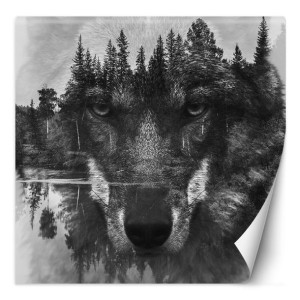 Fototapeta Wilk odbijający się w tafli jeziora 200x200