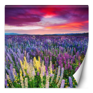 Fototapeta Wrzosy, kwiaty na łące 200x200