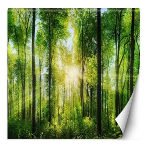 Fototapeta Słońce prześwitujące przez korony drzew 150x150
