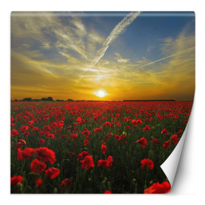 Fototapeta Łąka pełna kwiatów maku 100x100