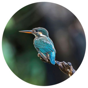 WallArt Okrągła fototapeta The Kingfisher, 190 cm