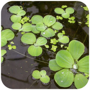 Eco Plant Pistia Stratiotes - Roślina Pływająca