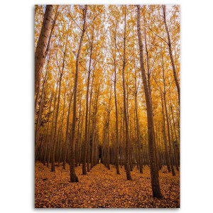 Obraz na płótnie, Brzozy i liście, 1-częściowy 60x90