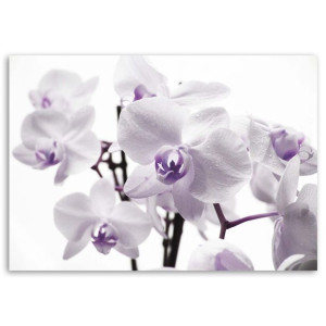 ORCHIDEA KWIATY Obraz na płótnie, Natura Biało fioletowy, 1-częściowy 90x60