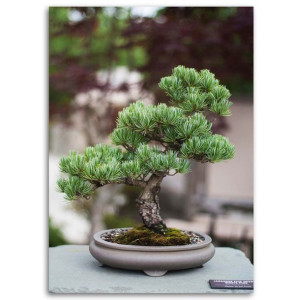 Obraz na płótnie, Drzewko bonsai na kamieniach, 1-częściowy 60x90