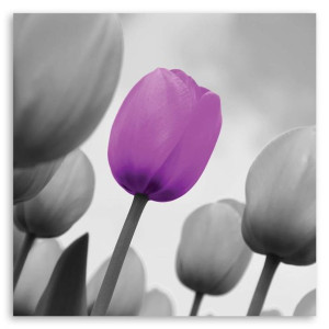 Obraz na płótnie, Fioletowy tulipan w szarości, 1-częściowy 60x60