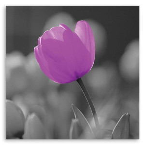 Obraz na płótnie, Fioletowy tulipan, 1-częściowy 50x50