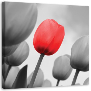 TULIPAN CZERWONY Obraz na płótnie DO SALONU 60x60