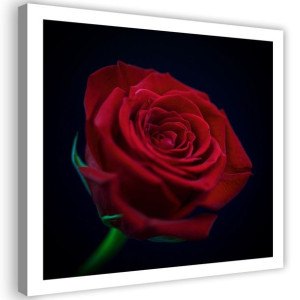 Czerwona Róża Kwiat Obraz Drukowany Do Salonu 60x60
