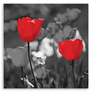 Obraz na płótnie, Czerwone tulipany w szarości, 1-częściowy 50x50