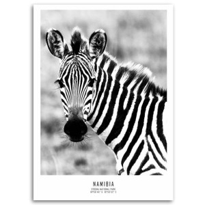 Obraz na płótnie, Ciekawska zebra, 1-częściowy 60x90