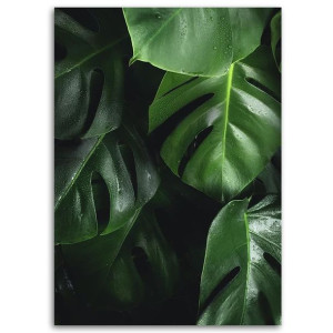 Obraz na płótnie, Monstera liście, 1-częściowy 40x60