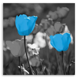 Obraz na płótnie, Niebieskie tulipany na łące, 1-częściowy 40x40