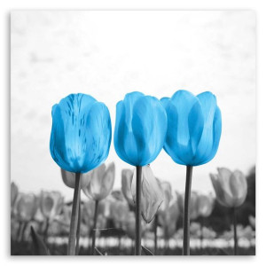 Obraz na płótnie, Niebieskie tulipany, 1-częściowy 60x60
