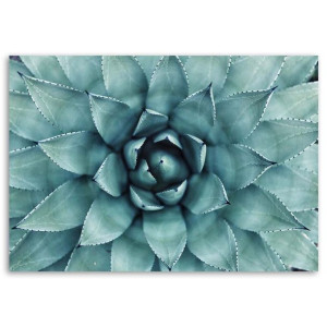 Obraz na płótnie, Niebieski aloes, 1-częściowy 60x40