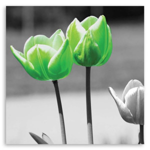 Obraz na płótnie, Zielone tulipany w szarości, 1-częściowy 30x30