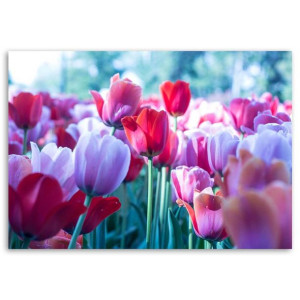 Obraz na płótnie, Łąka tulipanów, 1-częściowy 60x40