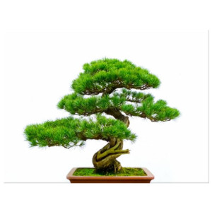 OBRAZ DRUKOWANY  Bonsai 40x30