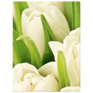 OBRAZ DRUKOWANY  Delikatne tulipany 30x40