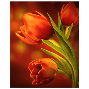 OBRAZ DRUKOWANY  Czerwone tulipany 40x50