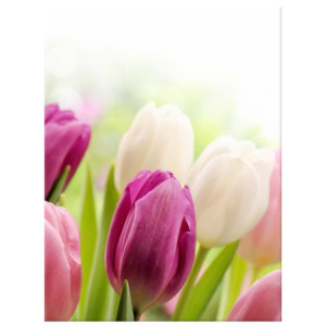 OBRAZ DRUKOWANY  Soczyste tulipany 30x40
