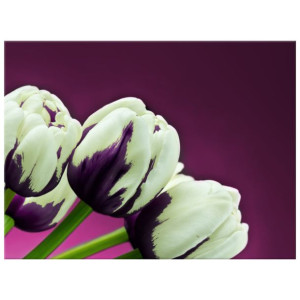 OBRAZ DRUKOWANY  Fioletowe tulipany 40x30
