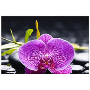 OBRAZ DRUKOWANY  Orchidea 30x20