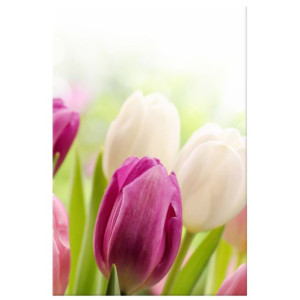 OBRAZ DRUKOWANY  Soczyste tulipany 20x30