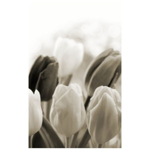 FOTOROLETA  Tulipany 95x150