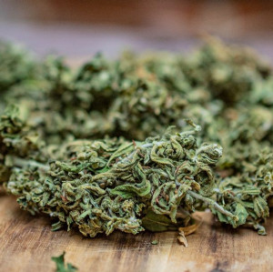Susz CBD Jamaica Lion 5g