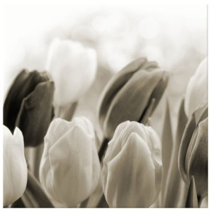 OBRAZ DRUKOWANY  Tulipany 50x50