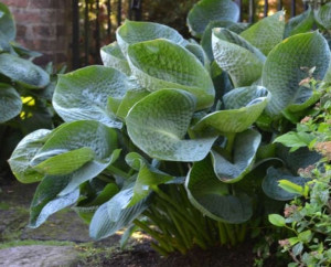 Hosta Funkia Drinking Gourd 1 Szt.