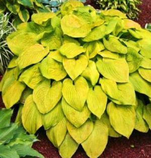 Hosta Funkia August Moon 1 Szt.