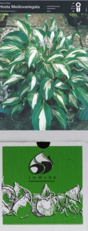 Hosta Mediovariegata 1 Szt.