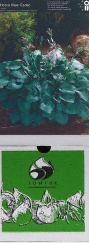 Hosta Blue Cadet 1 Szt.