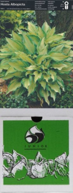 Hosta Funkia Albo Picta 1 Szt.