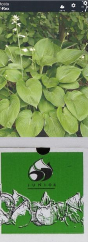 Hosta Funkia T-rex 1 Szt