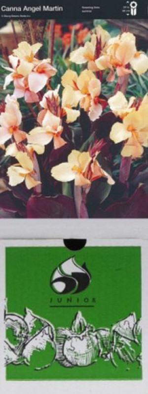 Kanna/canna Angrel Martin 1 Szt.