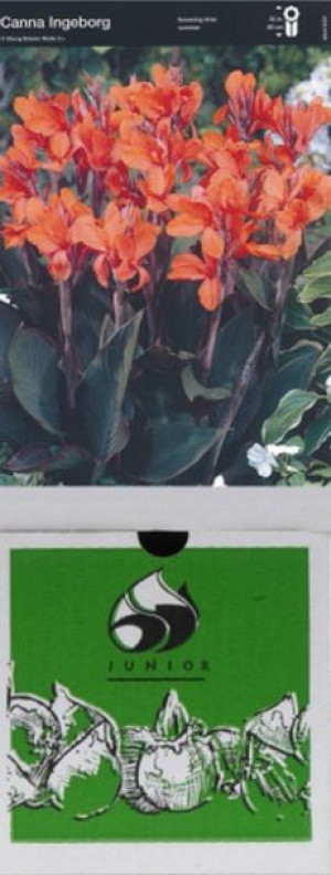 Kanna/canna Ingeborg 1 Szt.